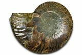 Cut & Polished Ammonite Fossil (Half) - Madagascar #364890-1